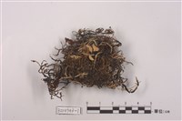 藏品(袋梅衣屬)的圖片